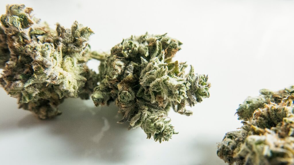 Medical Cannabis, North Flower Buds
