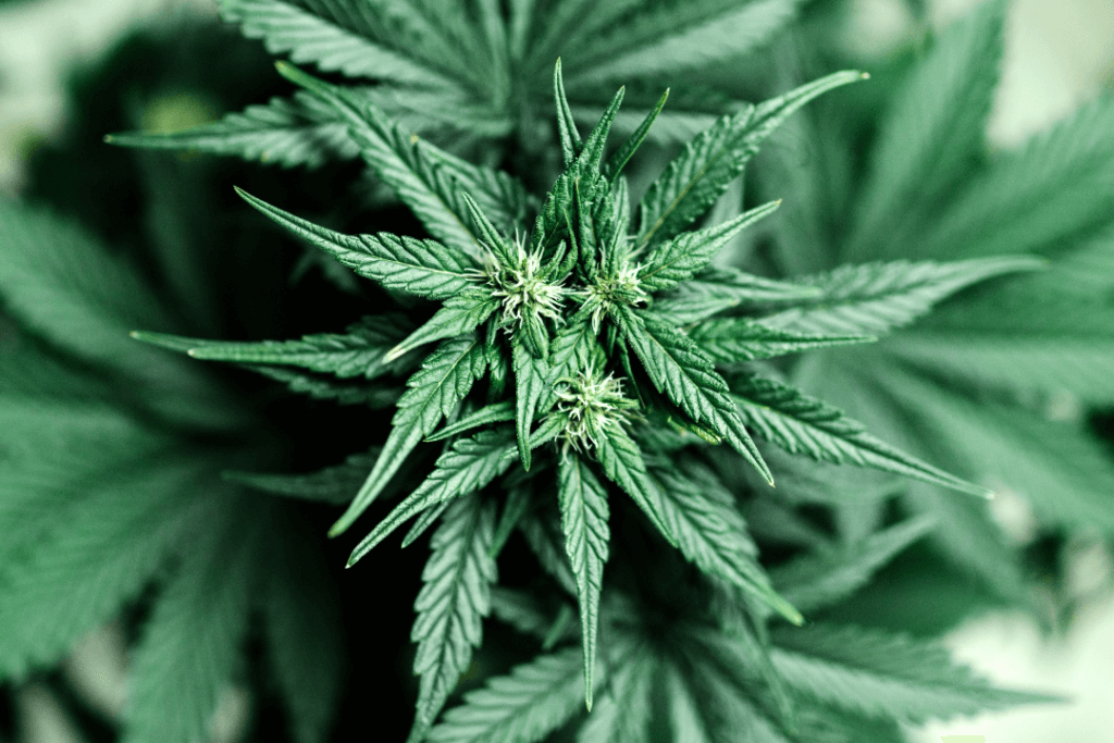 Debunking Common Cannabis Myths